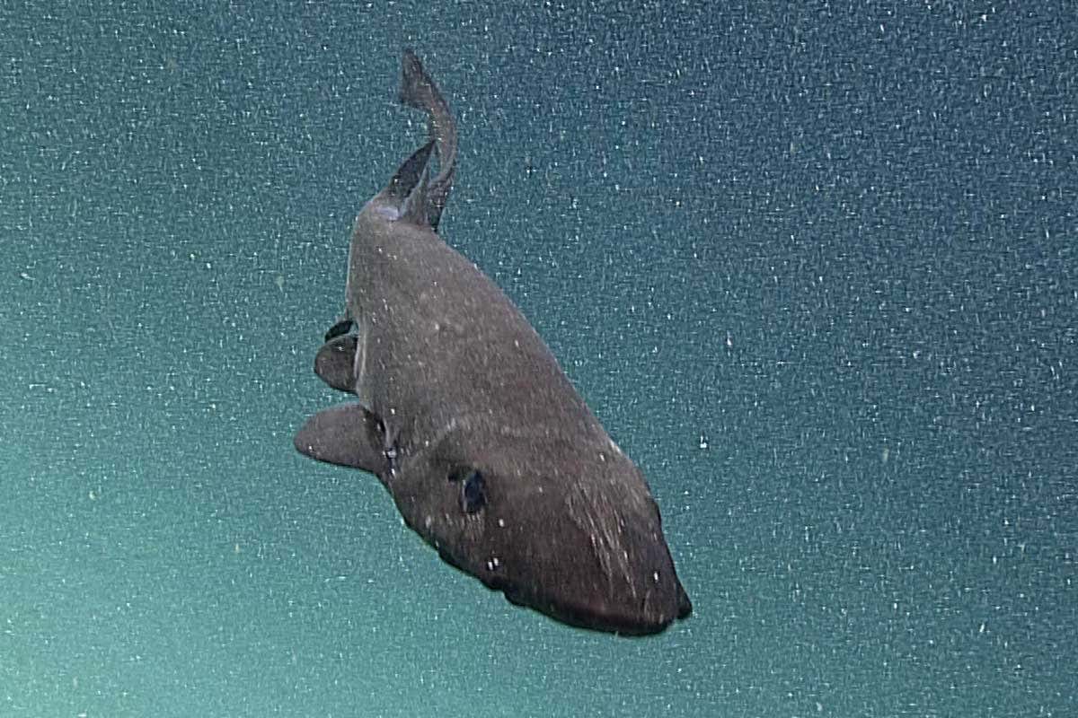 Deepwater shark moving into attack position
