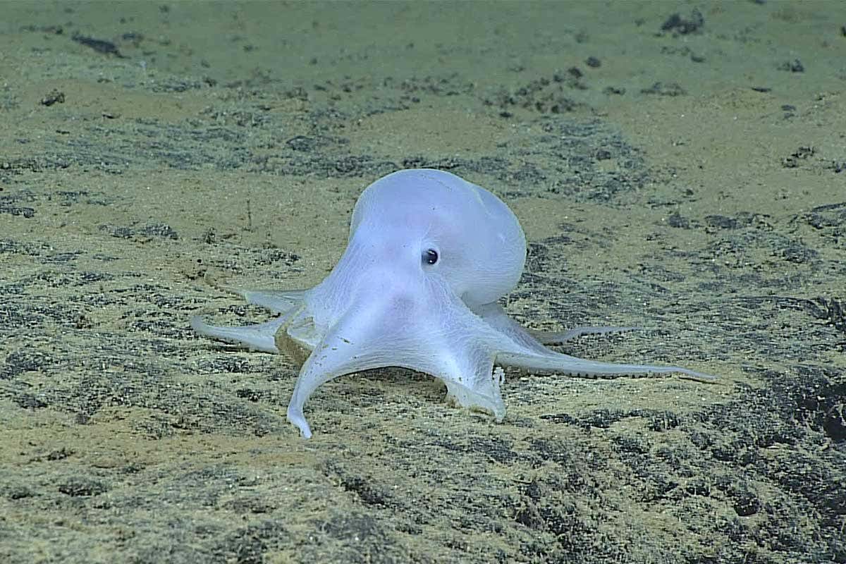 Ghostly deep sea octopus filmed at record depth of 4290 metres