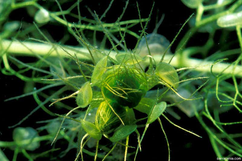 Aquatic plant that feeds like a Venus flytrap faces extinction