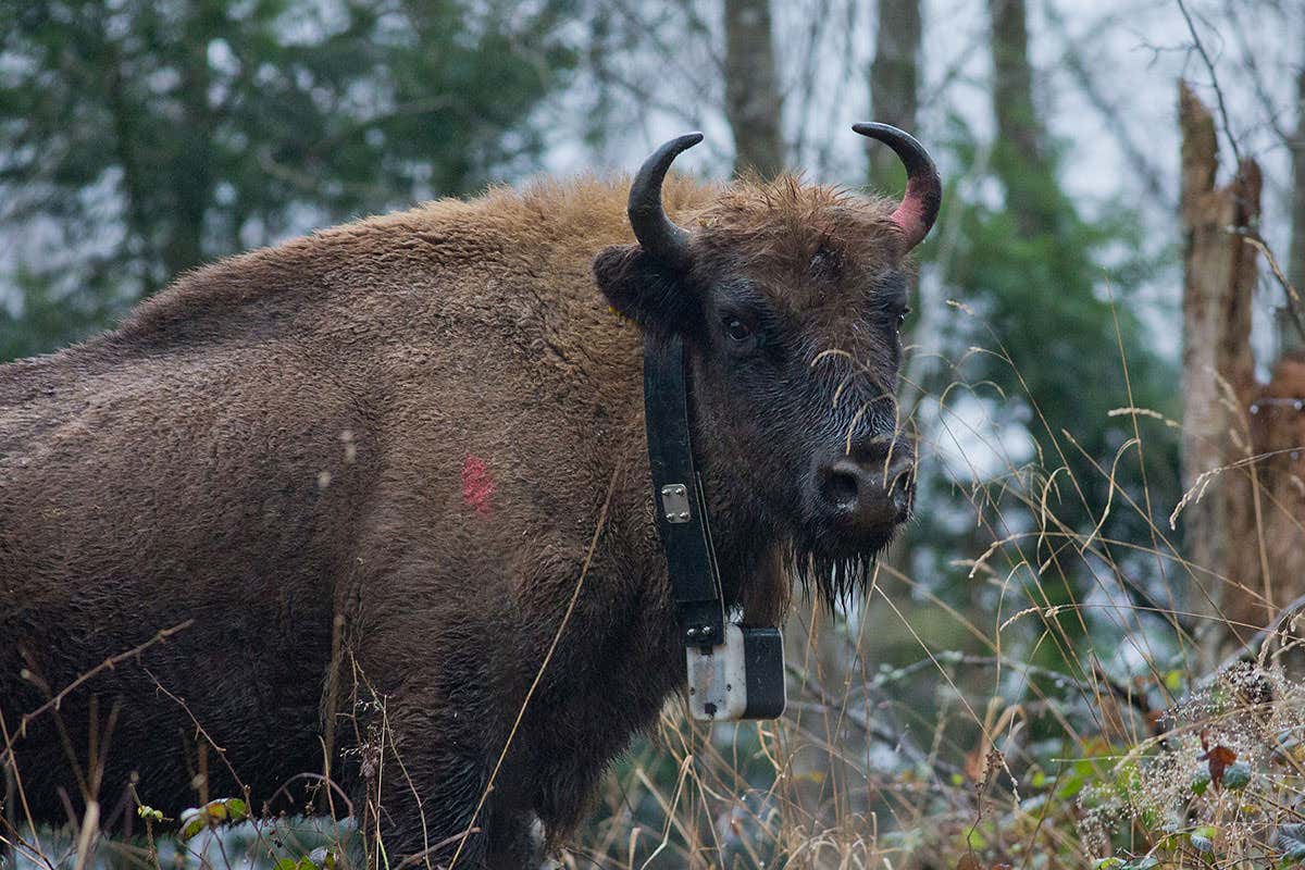 European bison in Romania