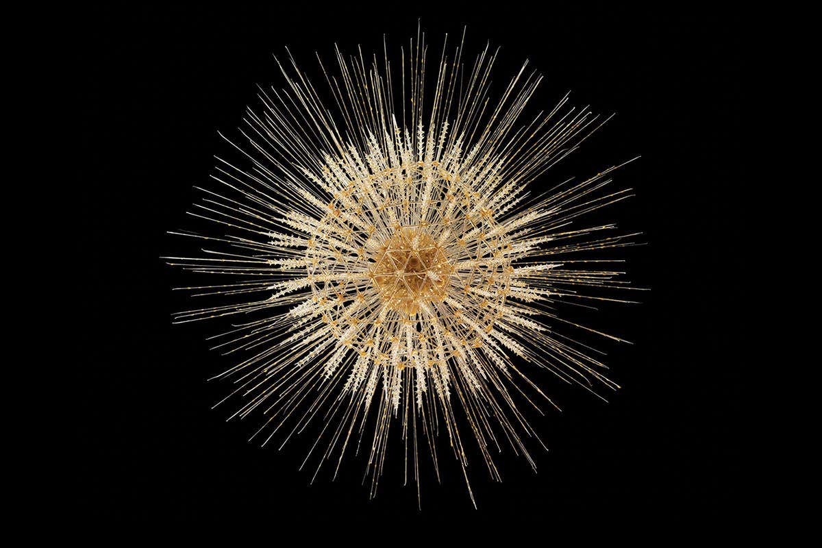 Aulosphaera elegantissima