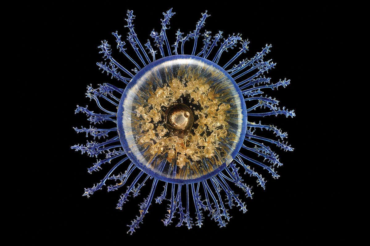 Porpita mediterranea