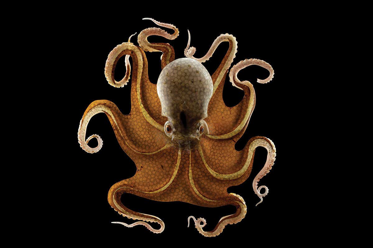 octopus
