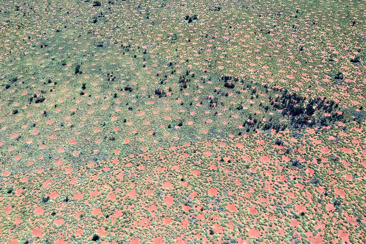 Fairy circles in the soil of the Australian desert