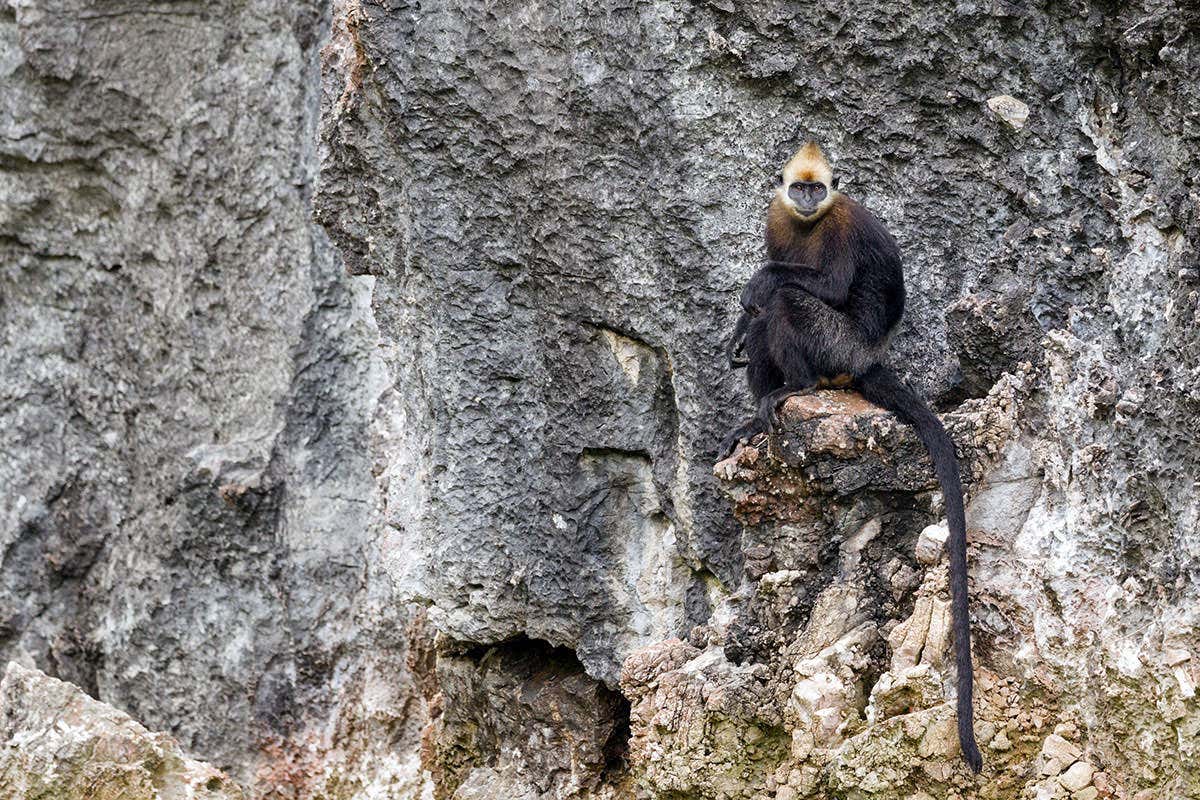 A Cat Ba langur on a cliff face