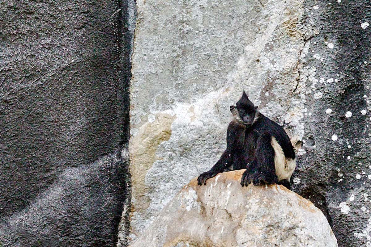 A Delacour's langur on a cliff face