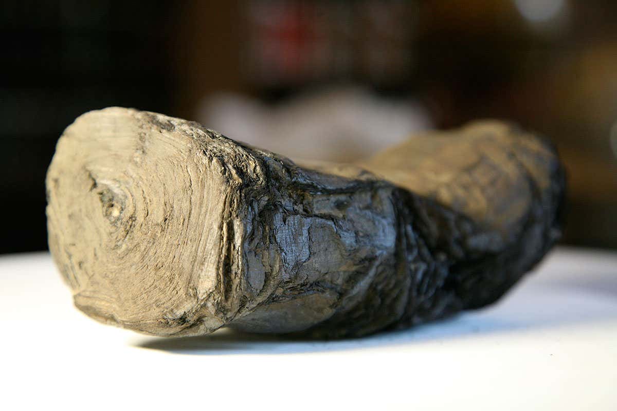 This 3000 year old scroll survived Vesuvius's eruption