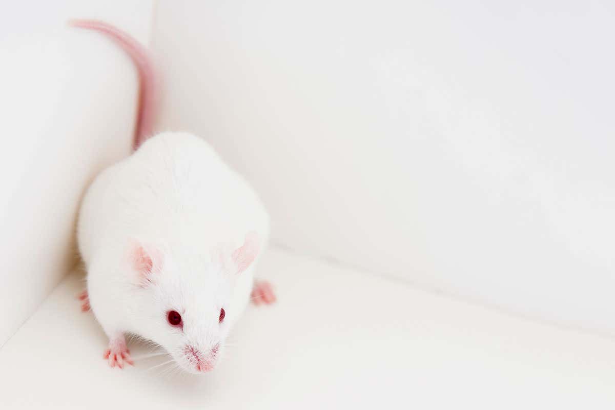 Mouse cowering in corner (depression)