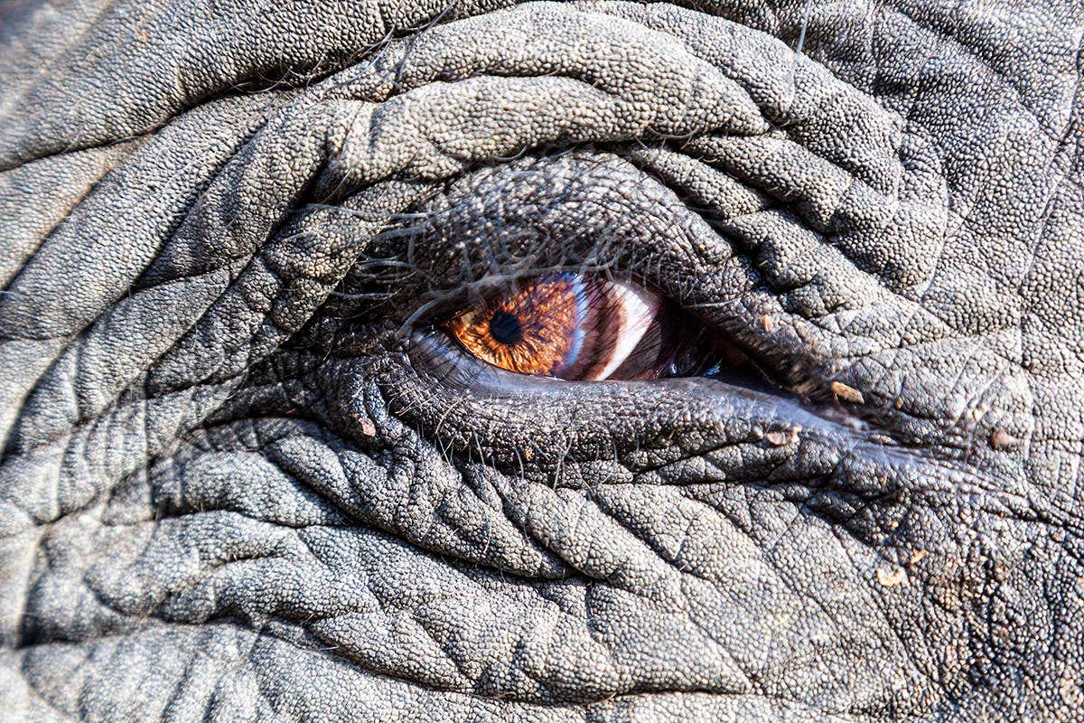 elephant eye