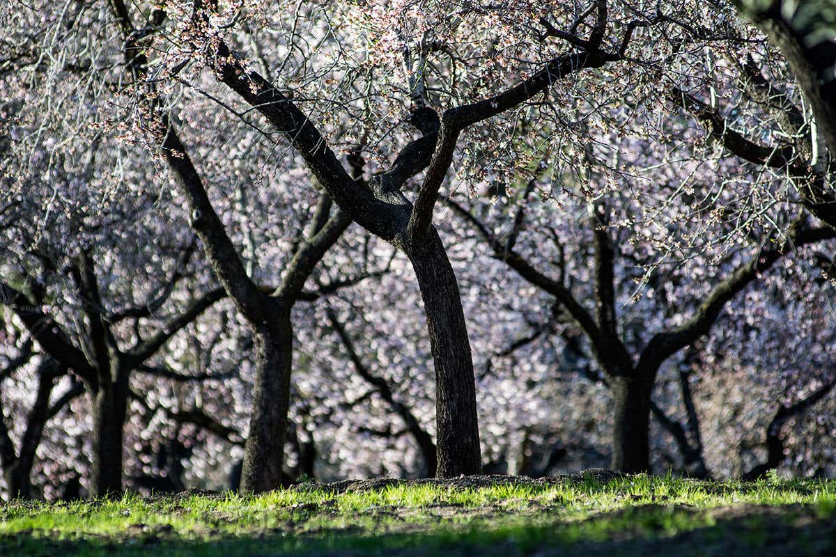 almond blossom in mid-February in Madrid