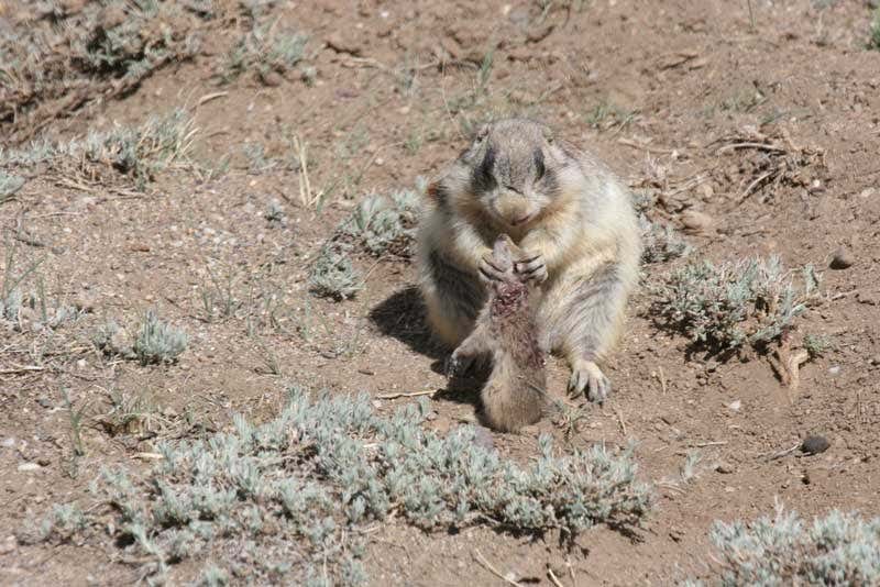 Prairie dog with a ground squirrel in its mouth