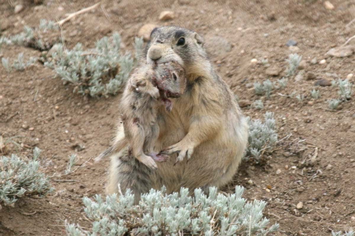Prairie dog with a ground squirrel in its mouth