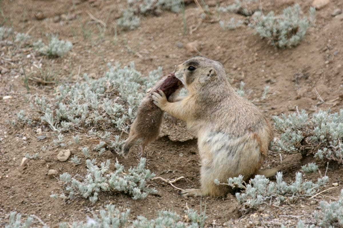 Prairie dog with a ground squirrel in its mouth