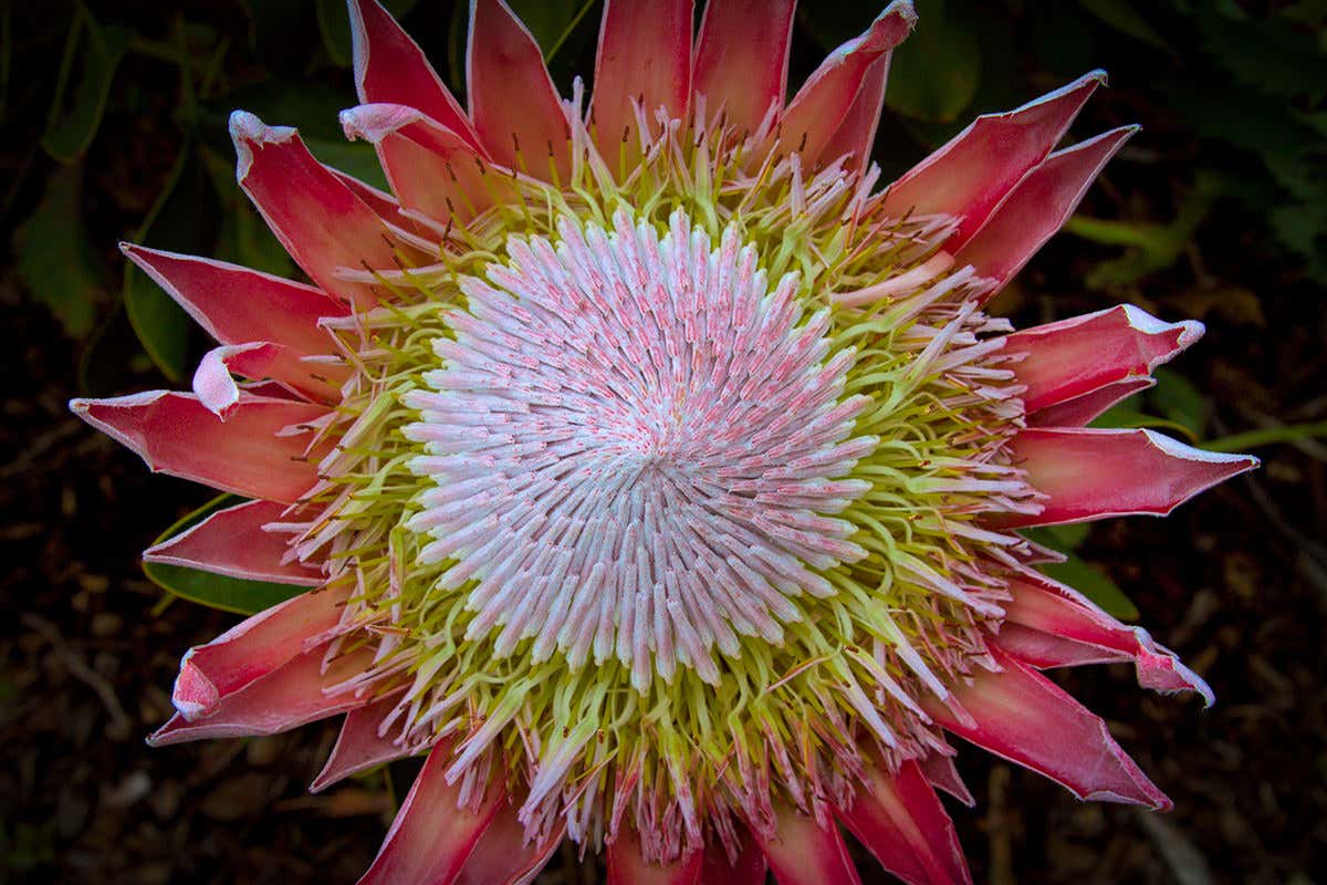 The king protea