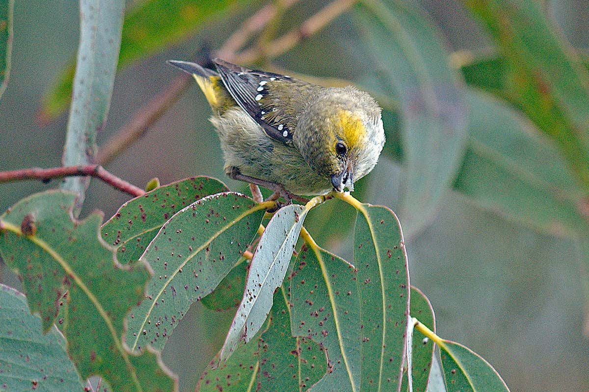 pardalote
