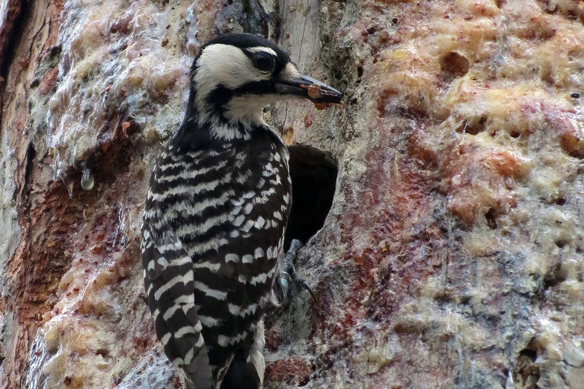 A red-cockaded woodpecker perched outside its nest cavity
