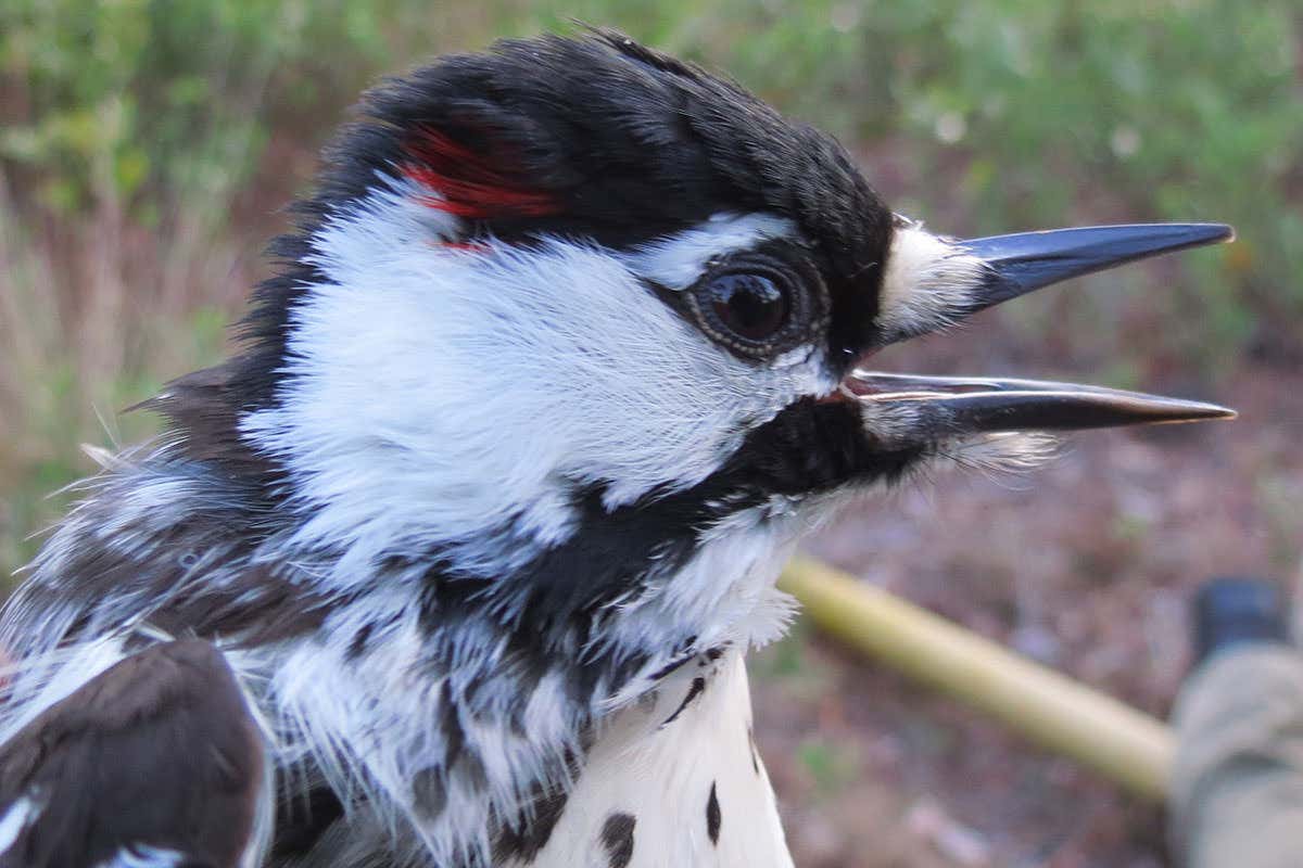 A male red-cockaded woodpecker revealing his red cockade