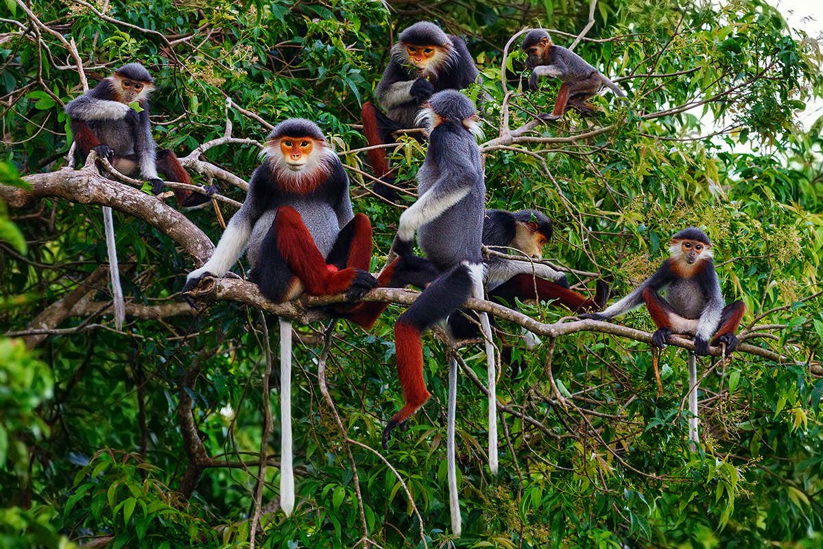 Red-shanked doucs in a tree
