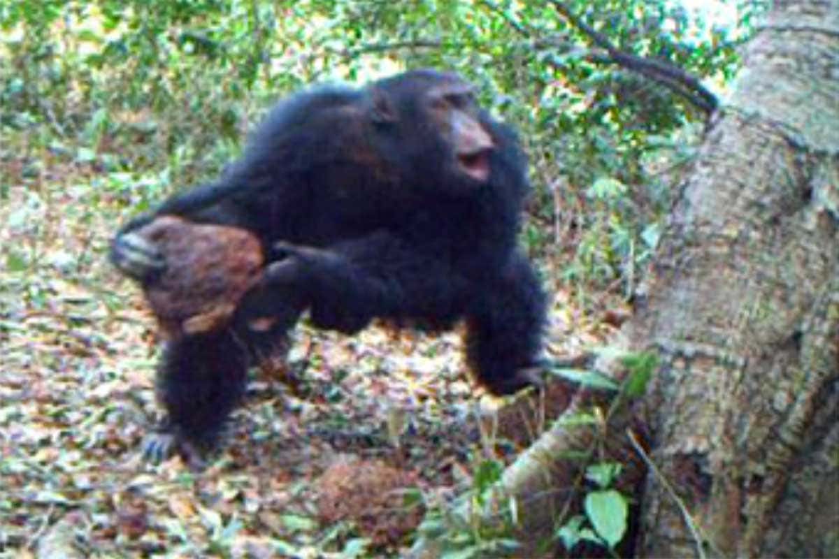 Chimp holding big stone at foot of tree