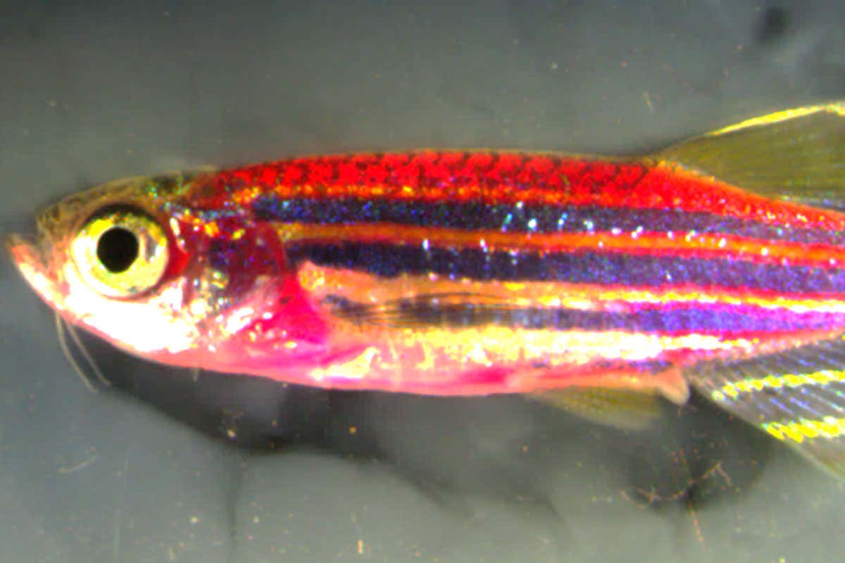 In normal light, a skinbow zebrafish is magenta