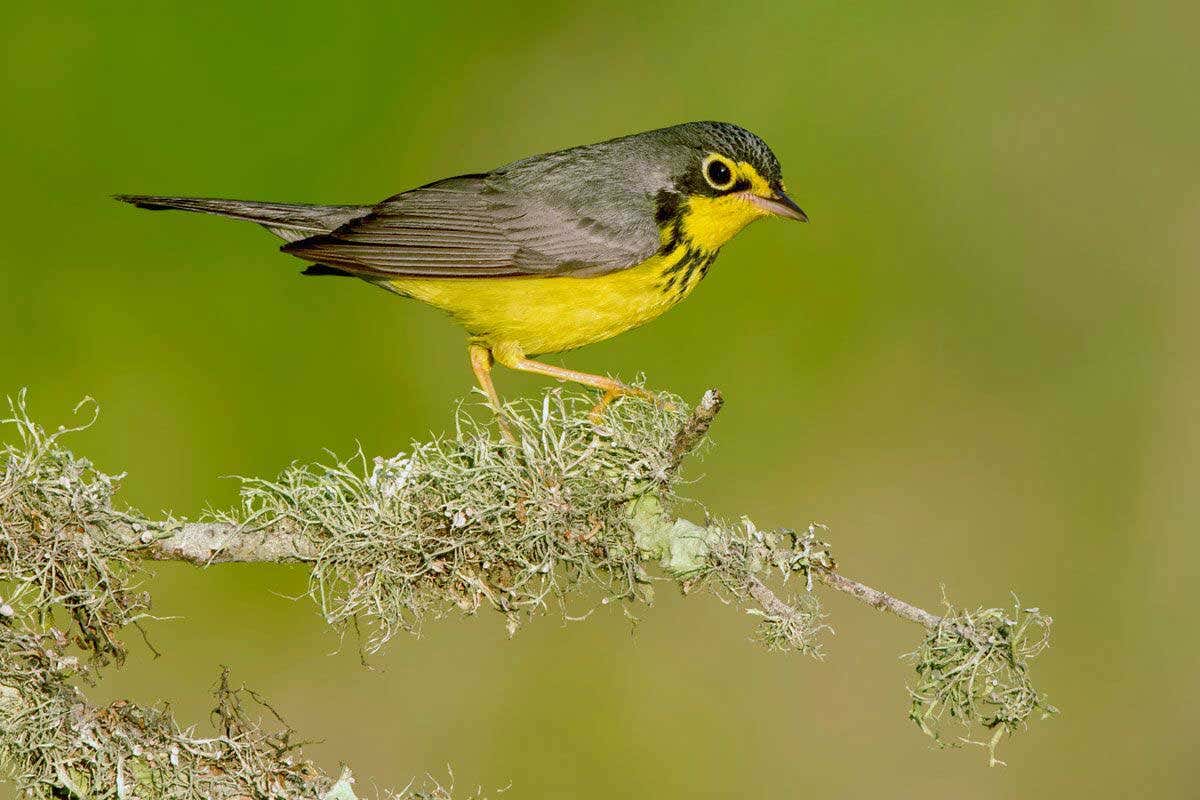 Canada Warbler