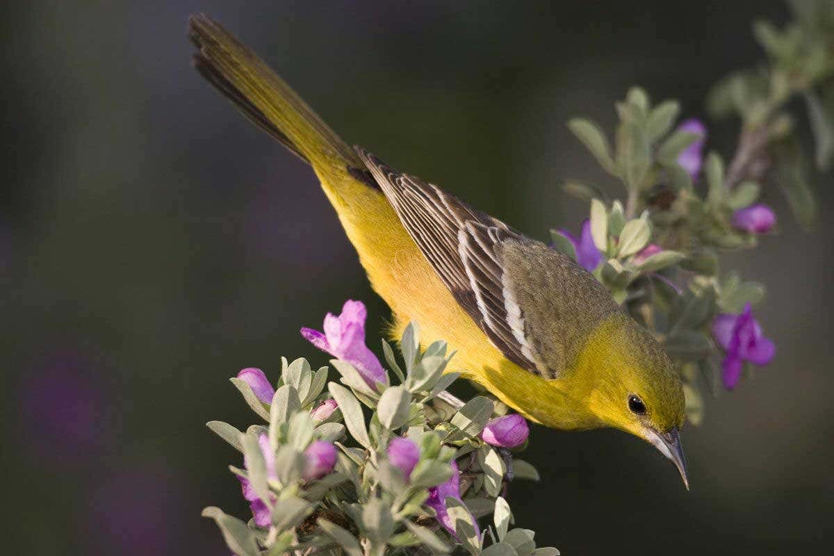 Orchard Oriole