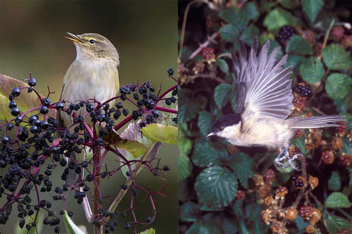 Chiffchaff on elderberries and willow tit flying
