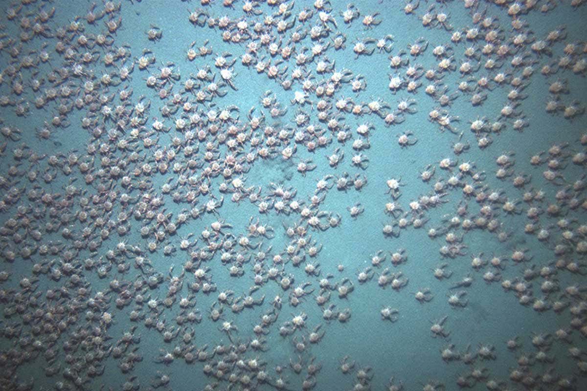 Looking down on the swarm of crabs form above