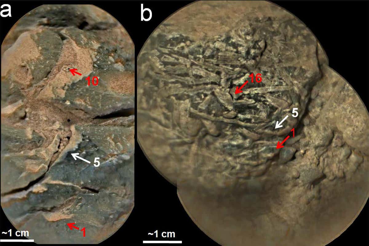 Two pictures of rock samples on Mars with scale bars indicating size