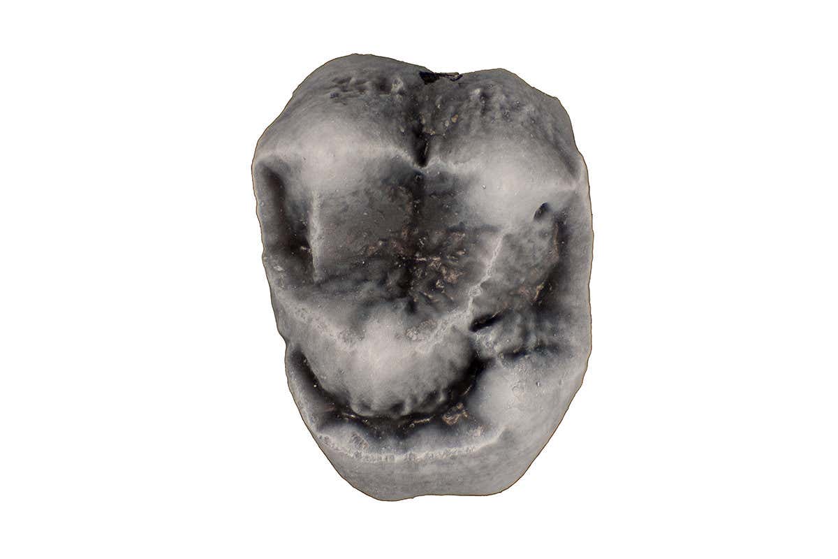 Photograph of the upper Molar of 21 million year old Panamacebus