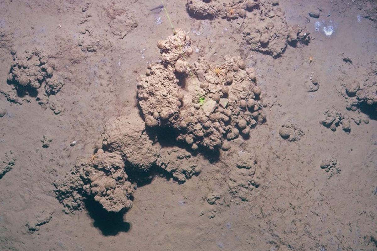 Looks like mud pile on some mud, with a couple of tiny spiders quite far away. It's the Arctic sea floor, so not that exciting I guess