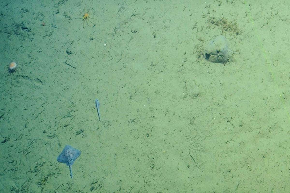 They are all very small and not much colour in the pic