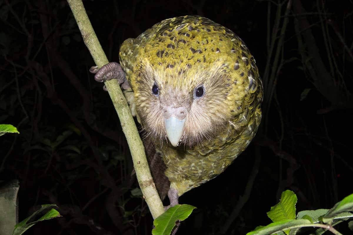 Kakapo