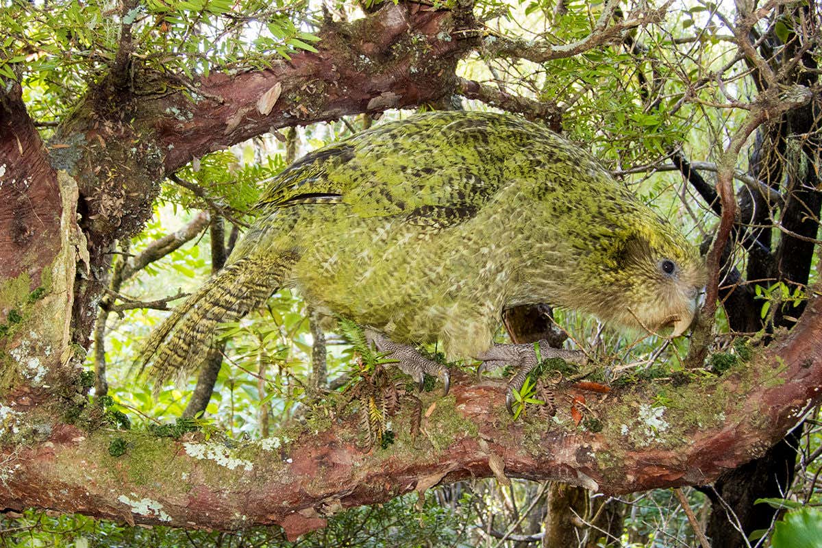 Kakapo in a tree
