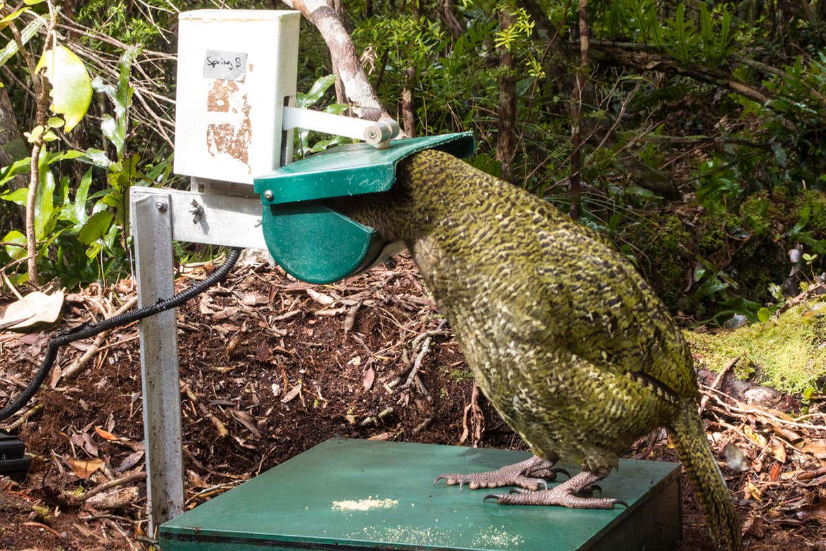 Kakapo at a feeding station