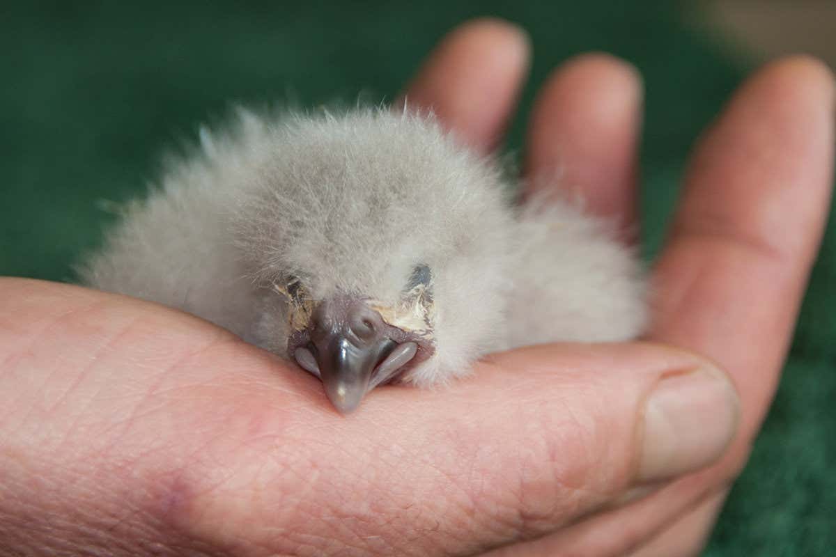 Baby kakapo