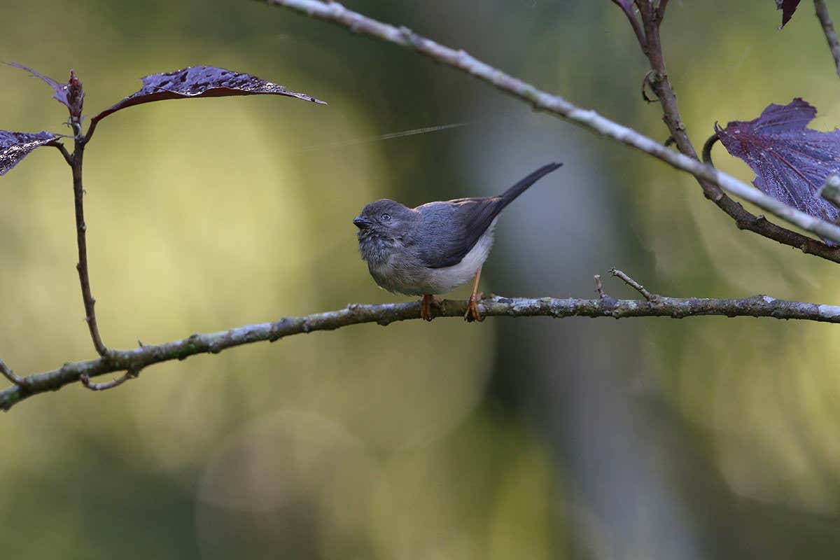 A pygmy bushtit
