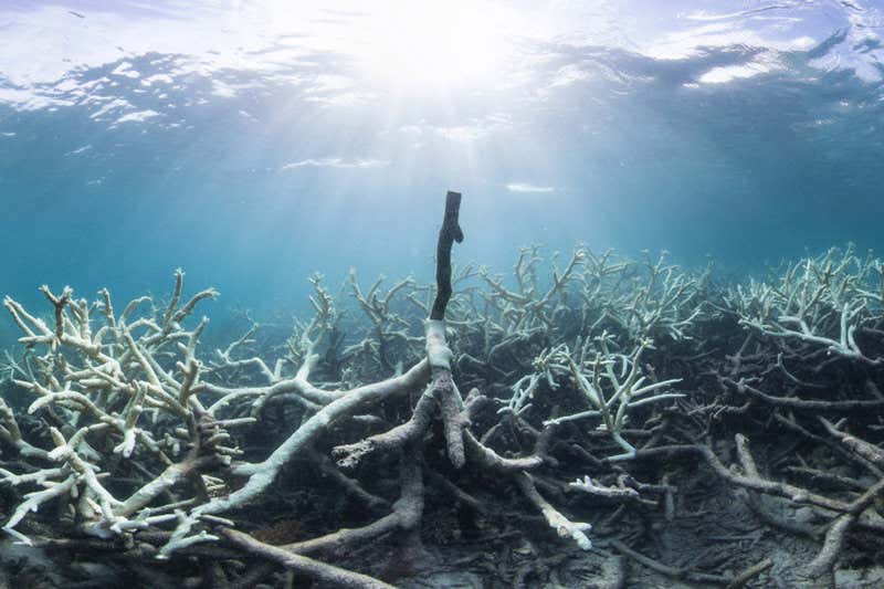 New Scientist. Science news and long reads from expert journalists, covering developments in science, technology, health and the environment on the website and the magazine.