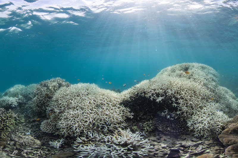 Some bleached coral at Lizard island