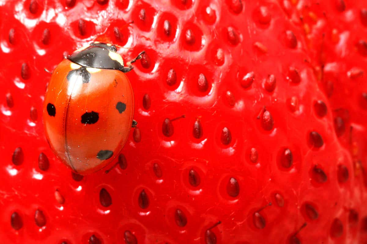 A ladybird on a strawberry