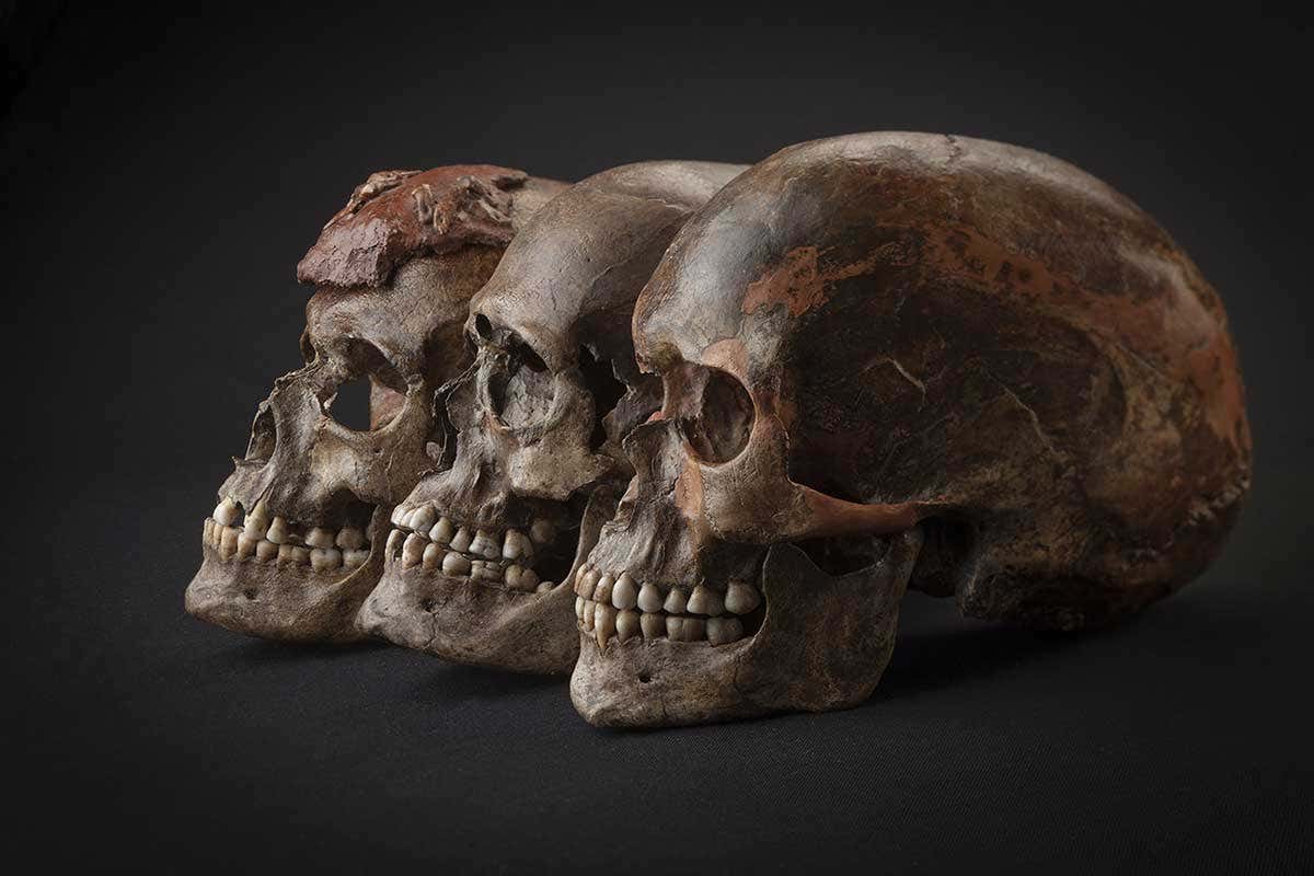 Three skulls, black background