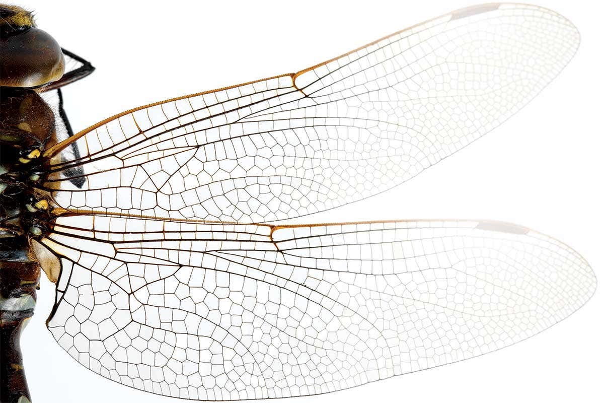 Dragonfly wing