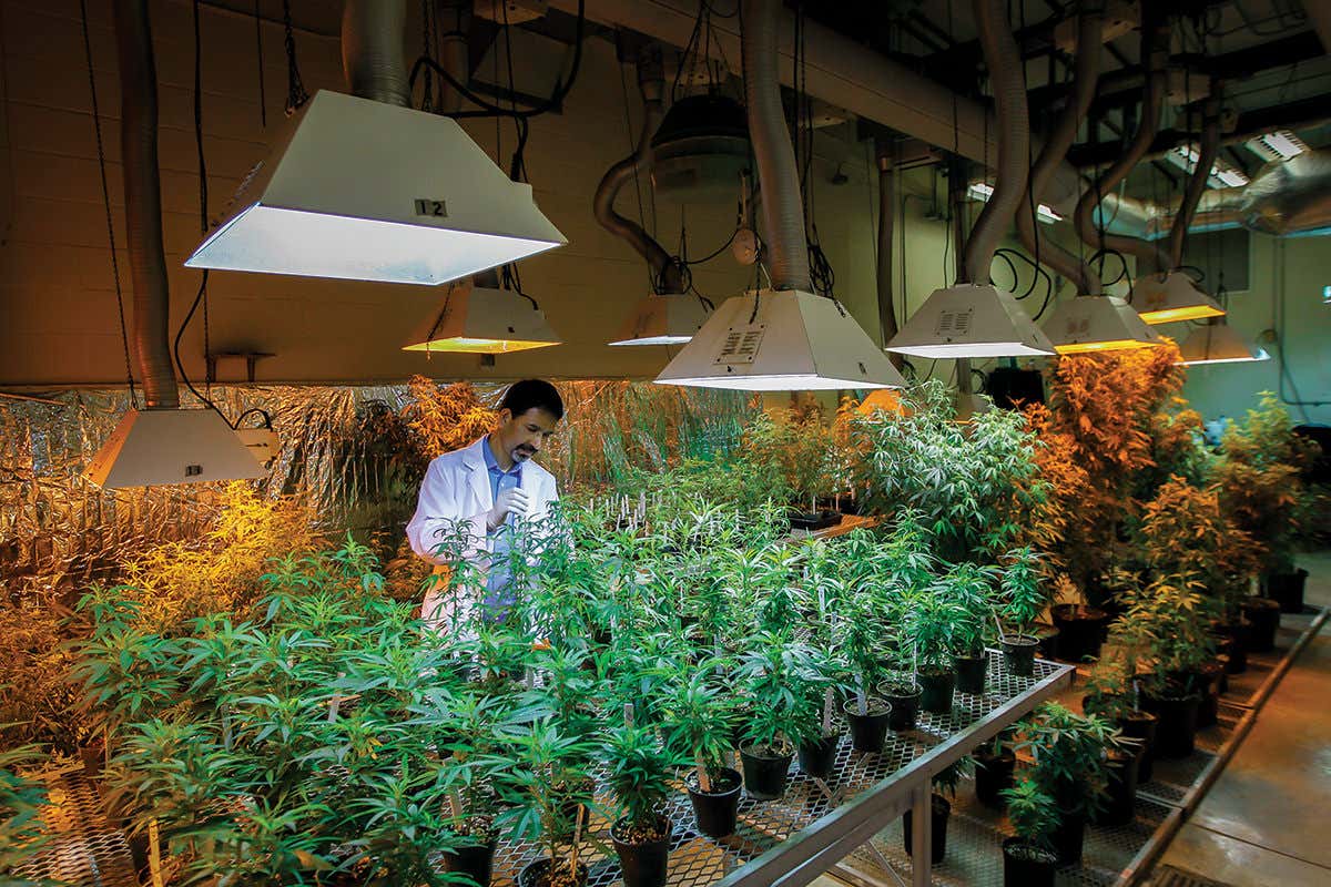 Scientist checking marijuana plants at a federal marijuana facility at the University of Mississippi