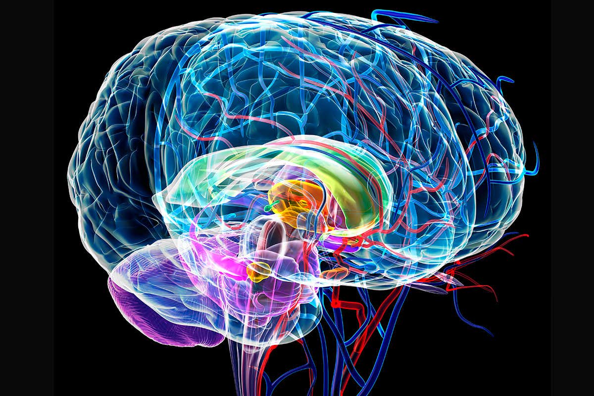 artwork of the brain