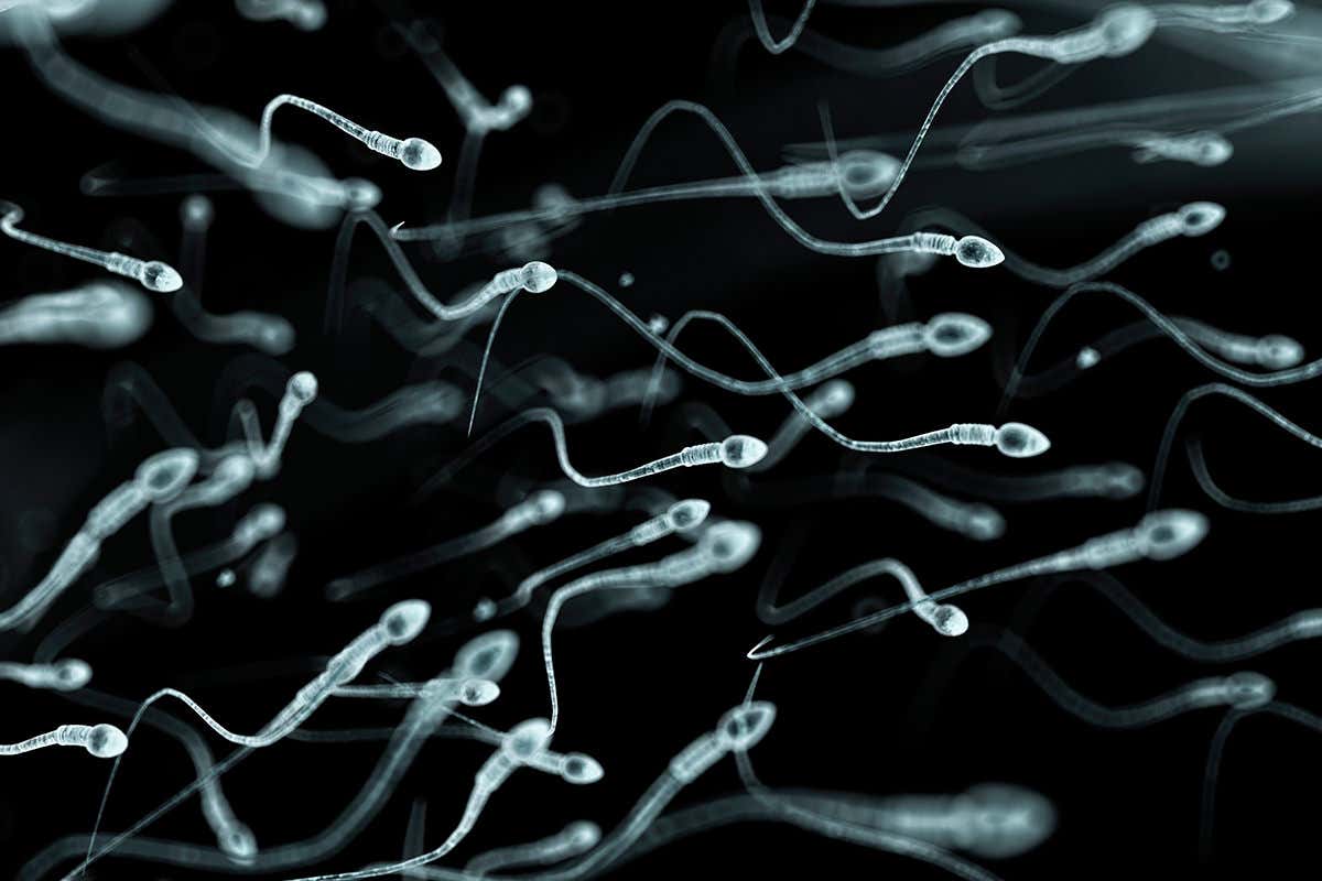 Swimming sperm