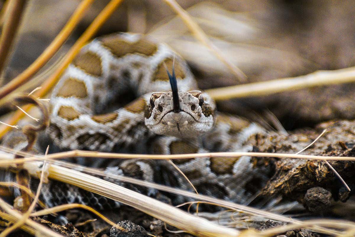 A northern Pacific rattlesnake