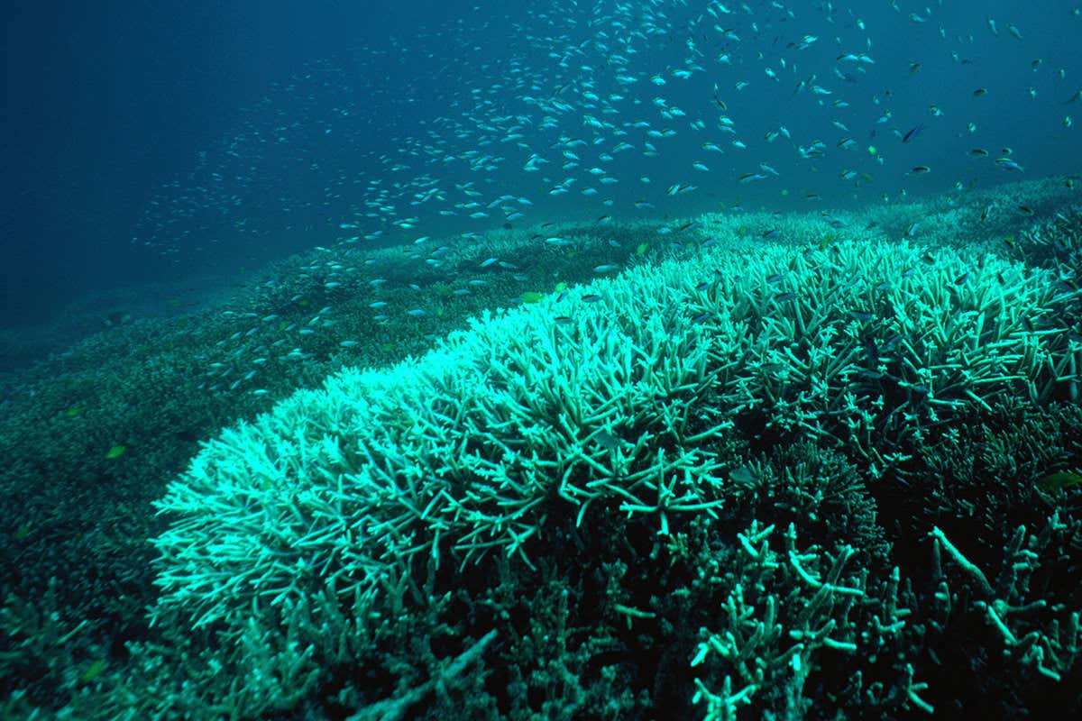 A mound of whitish green coral that doesn't look like the vibrant colourful stuff one associates with healthy reefs. Blue sea, shoal of small fish in background