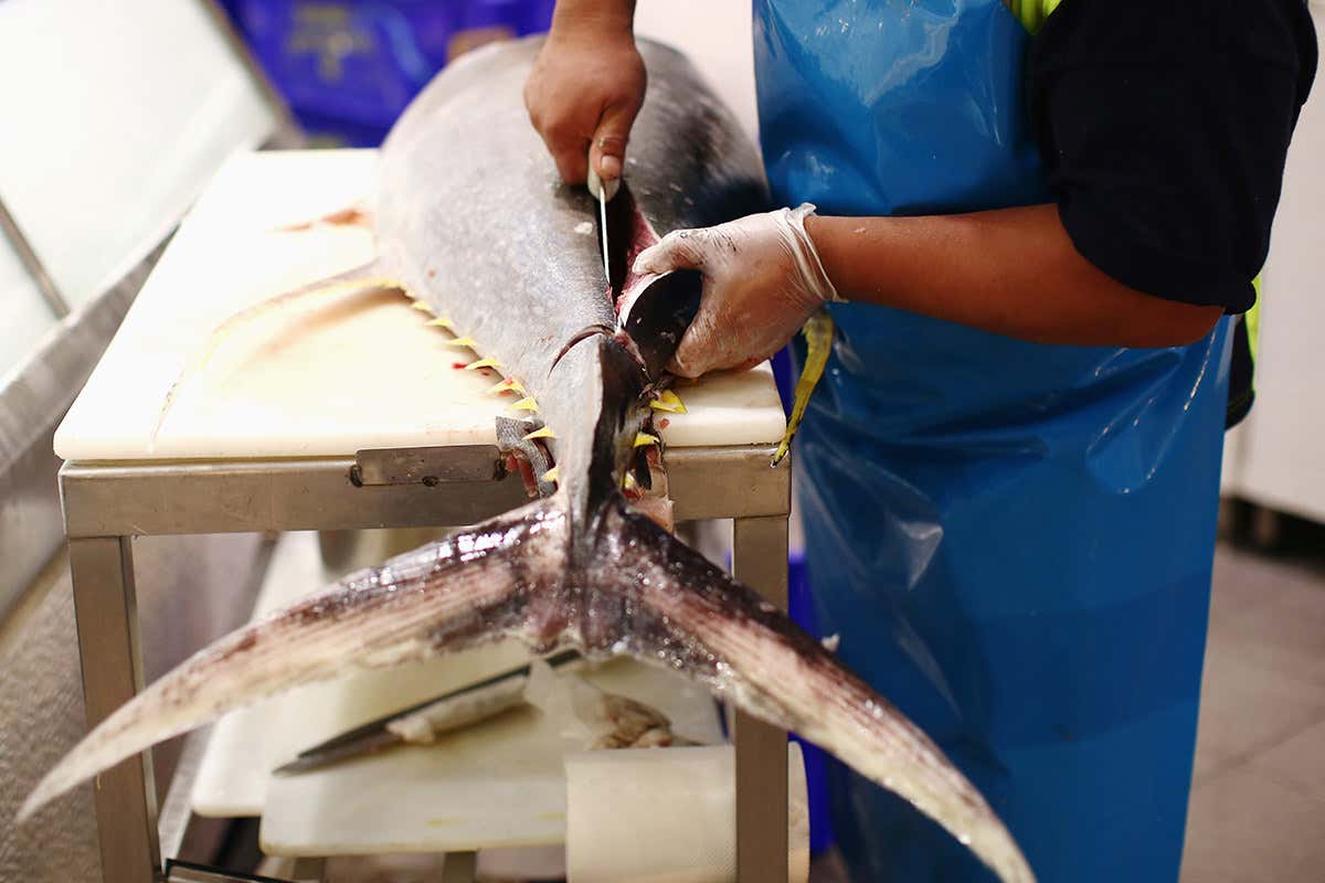 Whole tuna being sliced up