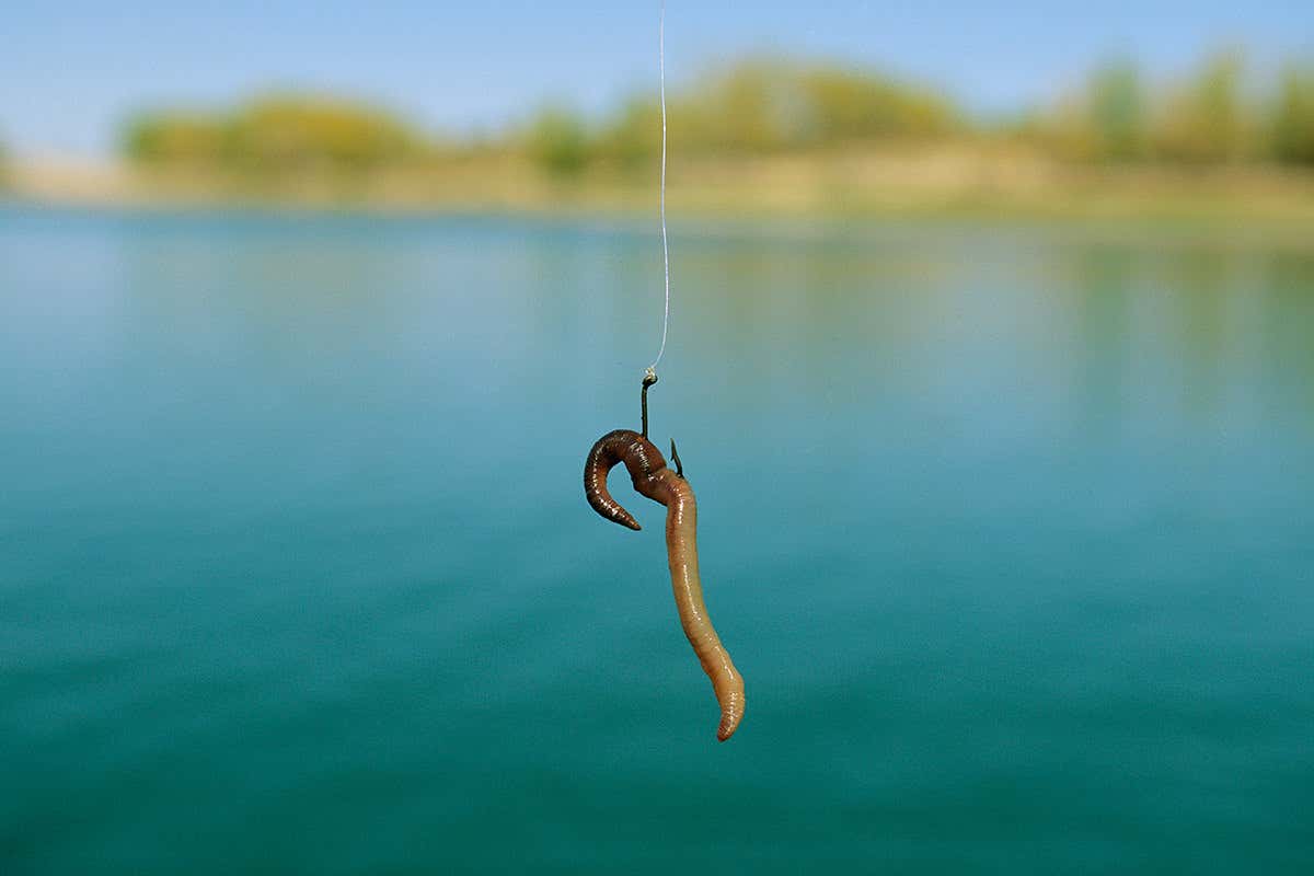 An earthworm on a fishing hook
