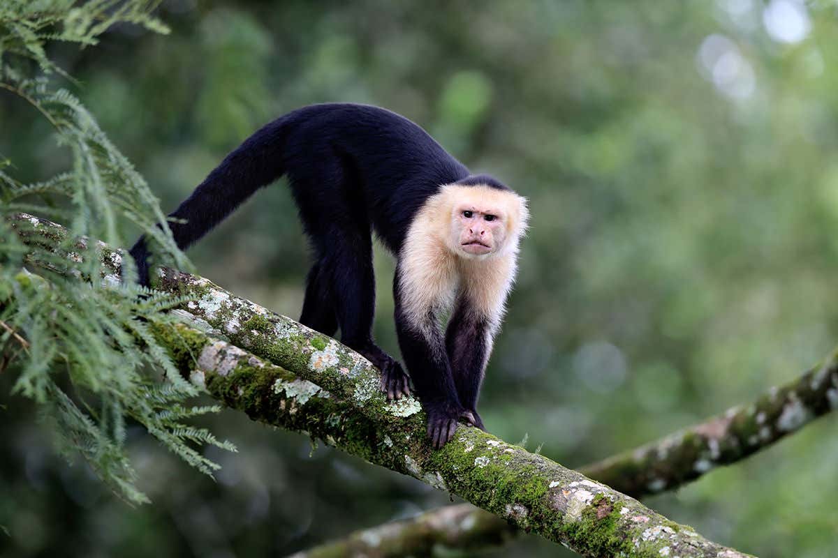 White-headed Capuchin Monkey in Costa Rica